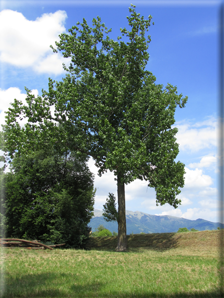 foto Paesaggi Collinari in Primavera